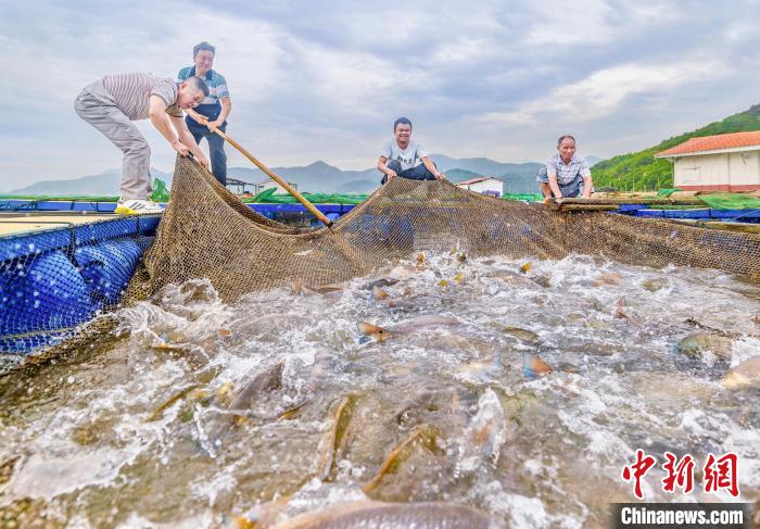 村民在漁排收獲紅鼓魚。(資料圖) 李郁 攝