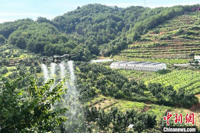 圖為江西上饒市廣豐區(qū)西壇果園正進(jìn)行無人機(jī)植保作業(yè)?！≈飕?攝