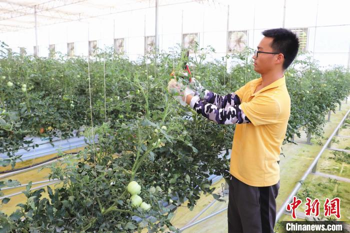 圖為在紅谷灘區(qū)元宇宙·VR數(shù)字農(nóng)業(yè)示范基地七彩番茄培育車間內(nèi)，農(nóng)業(yè)技術(shù)員正在對(duì)番茄植株進(jìn)行修剪。　熊錦陽 攝