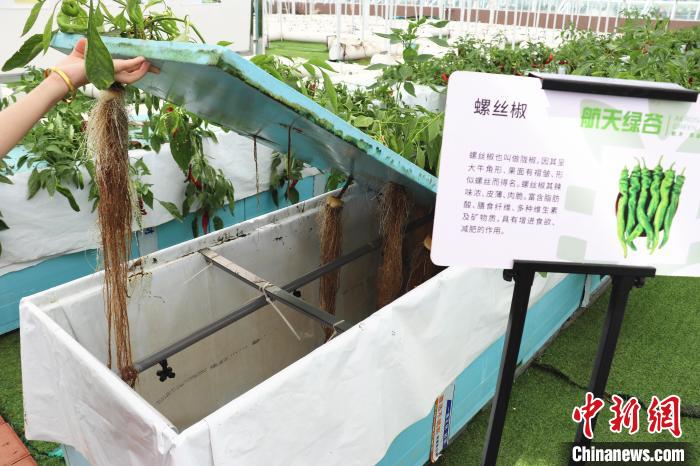 圖為在南昌市紅谷灘區(qū)元宇宙·VR數(shù)字農(nóng)業(yè)示范基地氣霧培養(yǎng)車間里，螺絲椒長勢(shì)良好。　熊錦陽 攝