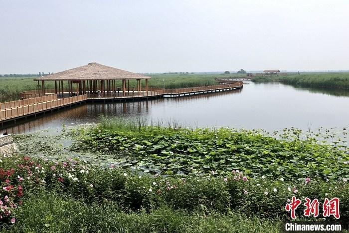 從完成頂層設(shè)計(jì)到如火如荼大規(guī)模建設(shè)，六年來(lái)，雄安新區(qū)如春天的竹子一般拔節(jié)生長(zhǎng)，這座承載千年大計(jì)的“未來(lái)之城”已雄姿初顯。從“一張白紙”開(kāi)始著墨，如今的雄安新區(qū)已是濃墨重彩的“山水畫”。<a target='_blank' href='/'>中新社</a>記者近日走訪了雄安新區(qū)多地，從“藍(lán)綠金”三色感受這座“未來(lái)之城”的巨大變化。圖為7月20日，河北白洋淀上荷花滿淀、蘆花搖曳。 <a target='_blank' href='/'>中新社</a>記者 易海菲 攝